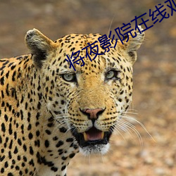 將夜影院在線觀看