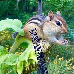 秘密直播隐藏房间号