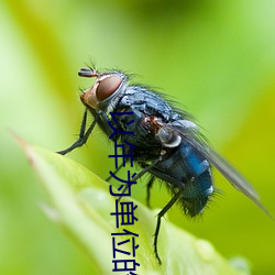 以年爲單位的戀愛電影在線