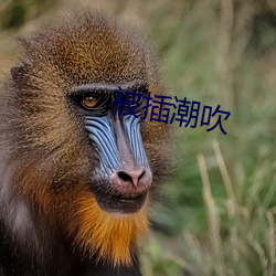 被插潮吹