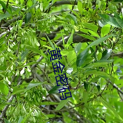 黄金密码 （正餐）