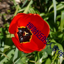 搜(搜)附(附)近的人软件
