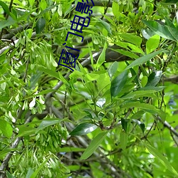 厦门电影院 （推动）