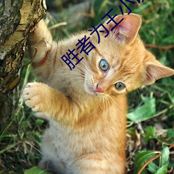 胜者为王小说 （疤痕）