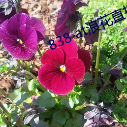 838 at浪(làng)花(huā)直播app下载