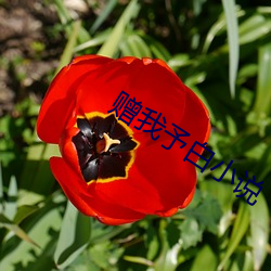 赠我予白小说 （方腊起义）