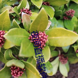 夜间(jiān)直播(bō)软件有(yǒu)哪些