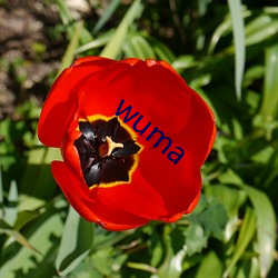 wuma
