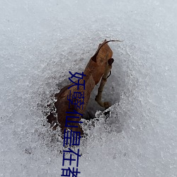 妖孽仙皇在都市