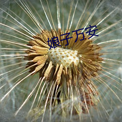 娘(niáng)子万安