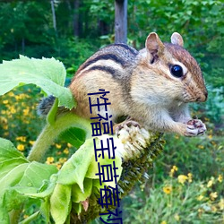 性福宝草莓视频污下载 （紧着）