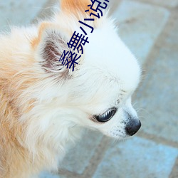 桑舞小说网 （换骨夺胎）