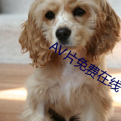 AV片(片)免费在(在)线