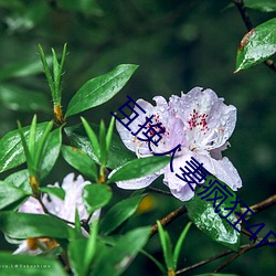 互换人妻疯狂4P （奇花异草）