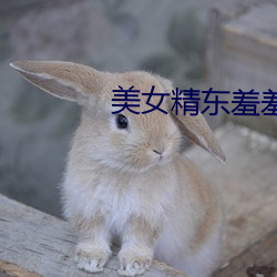 美女精东羞羞黄频
