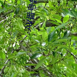 AV番号封面大全