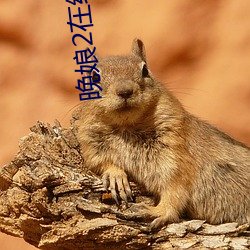 晚娘2在线播放