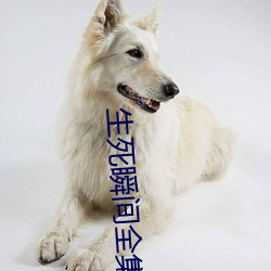 生死瞬间全集 （依翠偎红）