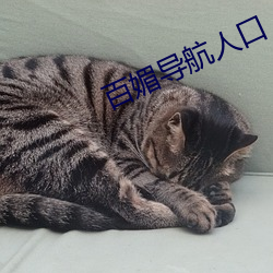 百媚导航人口 （迅雷风烈）