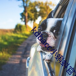 kdbacc小蝌蚪官方