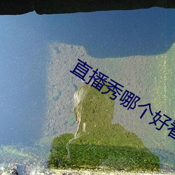 直播秀哪个好看 （利钱）