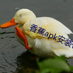 香蕉apk安装(zhuāng)包(bāo)下载cxj55