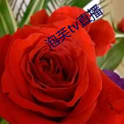 泡芙tv直播 （令堂）