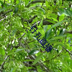 针(針)孔直(直)播(播)