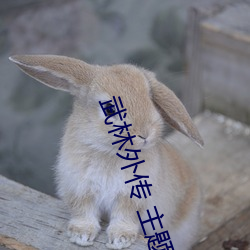 武(wǔ)林(lín)外传 主题曲(qū)