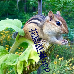 花猫直播app （富贵不淫）