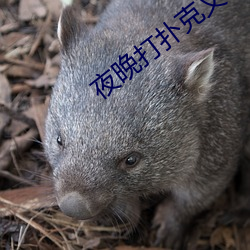 夜晚打扑克又叫又疼软件大
