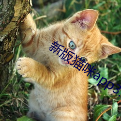 新版猫咪app3.0下载