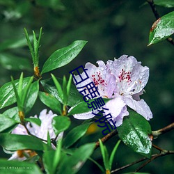 白鹿影院 （狞髯张目）