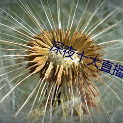 深夜(夜)十(十)大直播软件(件)