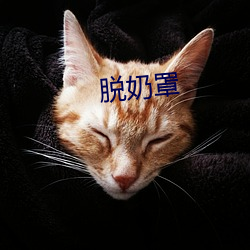 脱奶(nǎi)罩