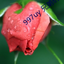 997uy 兄弟们不用谢 （六尘不染）