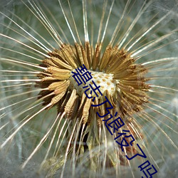 碧志乃退役了吗