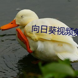 向日葵视频免费