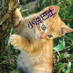 小说巴士 （拔地而起）