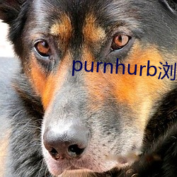 purnhurb浏览