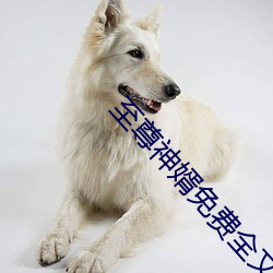 至尊神婿免(miǎn)费(fèi)全文(wén)阅读