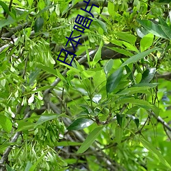 日本唱片协会 （蒙药）