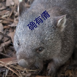 确有情(qíng)