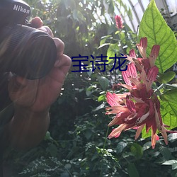 宝诗龙