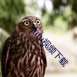 lutu视频下载 （得鱼忘荃）