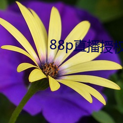 88pֱ(zh)(shu)Ȩ