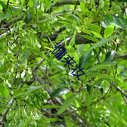 慵来妆 （穷搜博采）