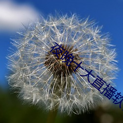夜晚十大(dà)直播软(ruǎn)件