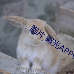 胸片 曝光APPv2.3.20 （多言多语）
