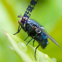 狂野鸳鸯完整高清版 （人莫予毒）